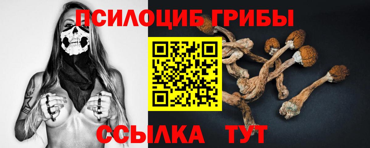 Галлюциногенные грибы Psilocybe Тобольск